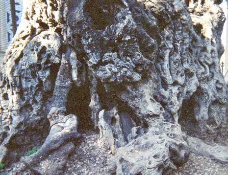 Gethsemane Olive Tree