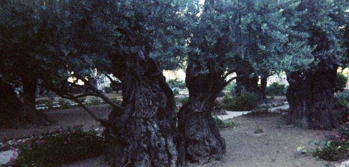 Garden Of Gethsemane Prayer Bloody Sweat Today